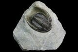 Cornuproetus Trilobite Fossil - Ofaten, Morocco #125209-1